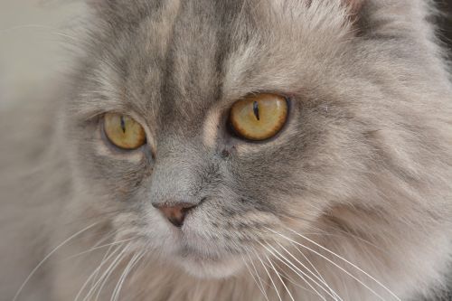 cat grey cat's eyes