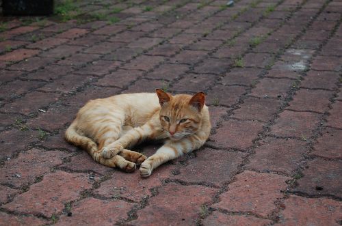 cat ginger rangers