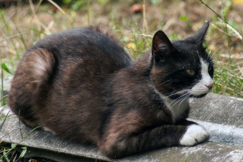 cat wildcat resting place