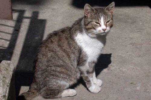 cat resting place animal portrait