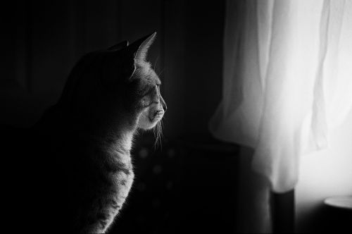 cat window light feline