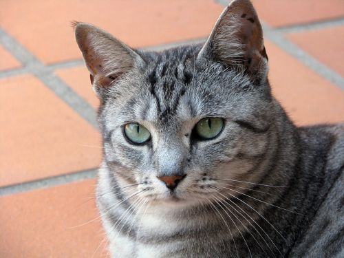 cat tabby pet