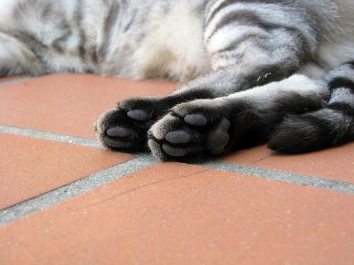 cat paws tabby
