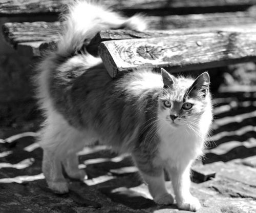 cat black and white tuscany