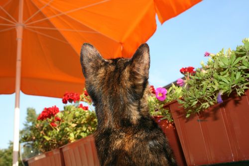 cat sun balcony