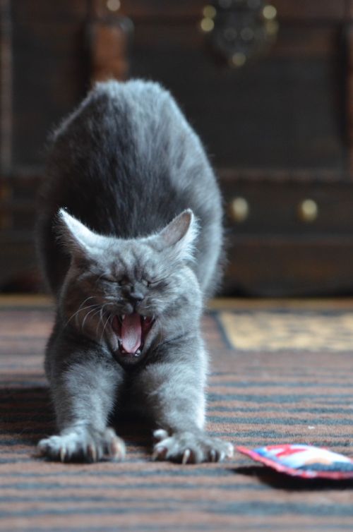cat breed cat yawn