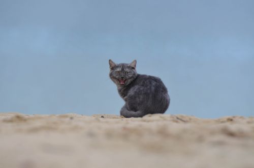 cat beach young cat