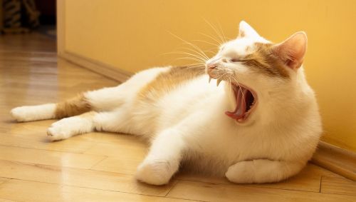 cat white yawns