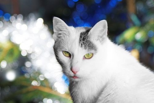 cat christmas white
