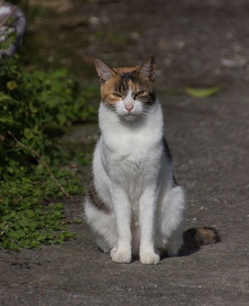 cat pet taiwan