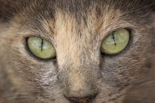 cat eyes close
