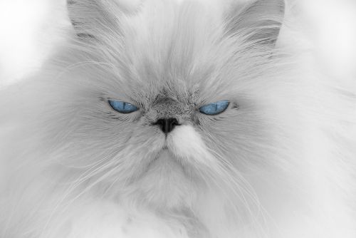 cat white fur