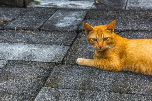 cat pets the little animals