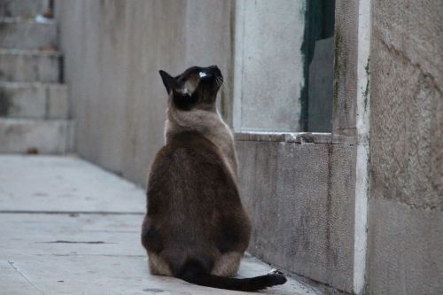 cat waiting domestic cat