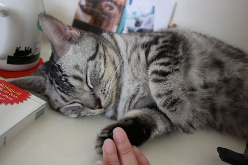 cat sleeping give me five