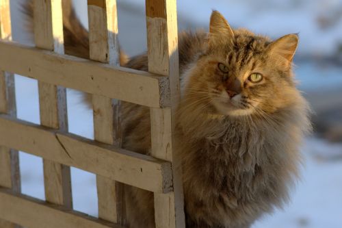 cat rustic outdoor