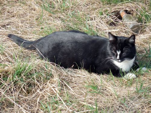 cat relaxed domestic cat