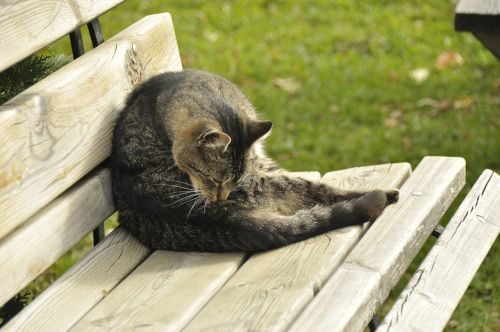 cat wooden bench animal