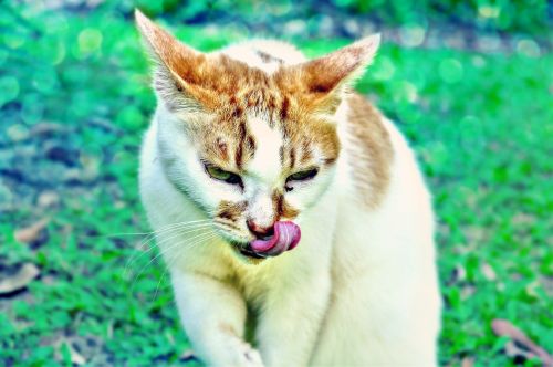 cat tongue licking