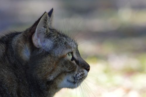 cat stare outdoors