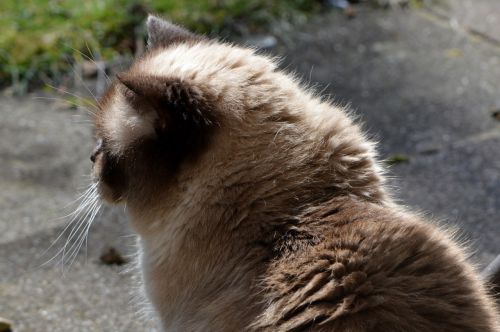 cat british shorthair beige