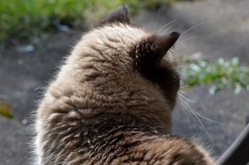 cat british shorthair beige