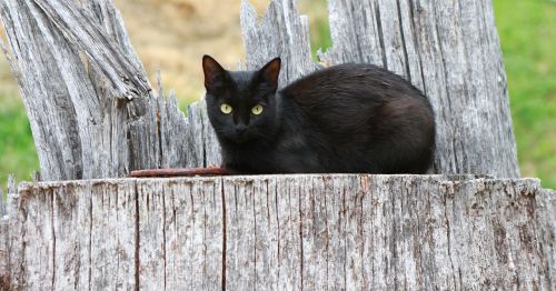 cat black animal