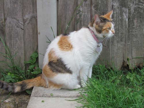 cat garden tortoiseshell