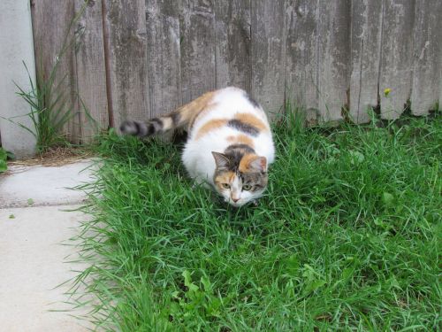 cat garden tortoiseshell