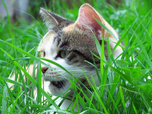 cat garden tortoiseshell