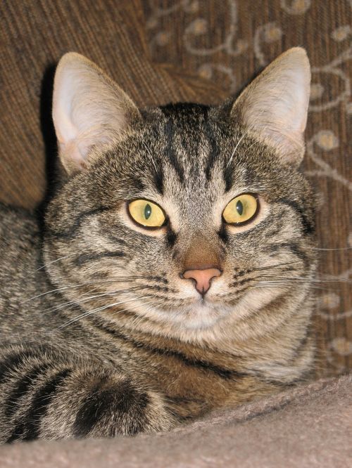 cat striped closeup