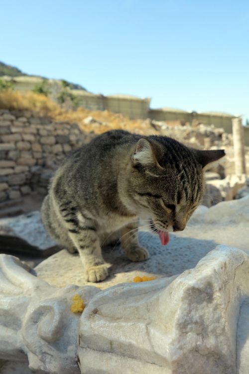 cat turkey