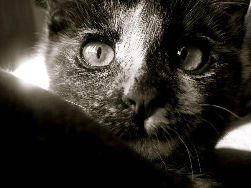 cat kitten black and white