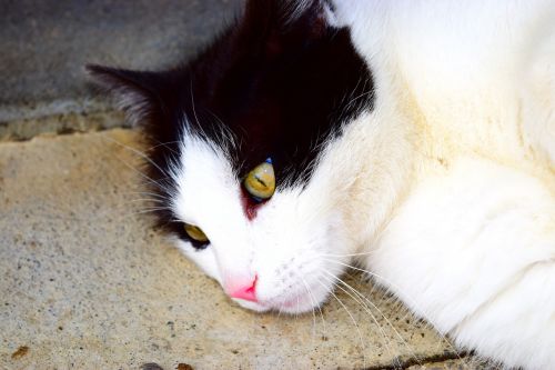 cat white black