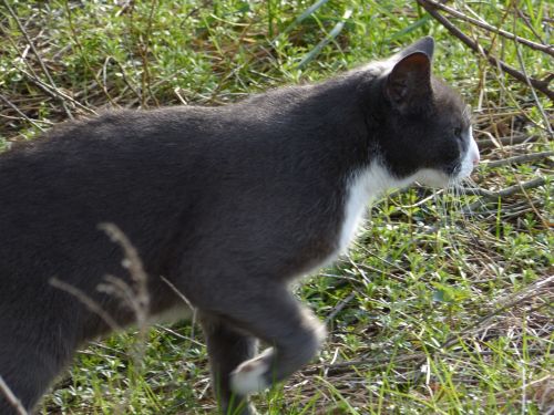 cat grey domestic cat