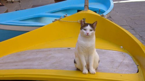 cat barca yellow