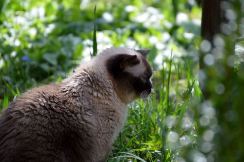 cat mieze british shorthair