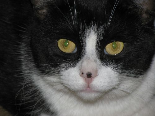 cat glare animal