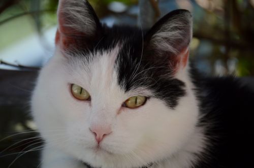 cat black and white domestic cat