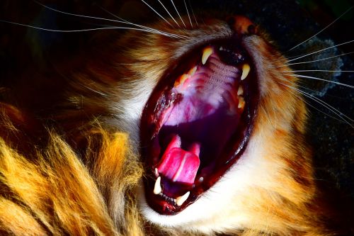 cat throat teeth