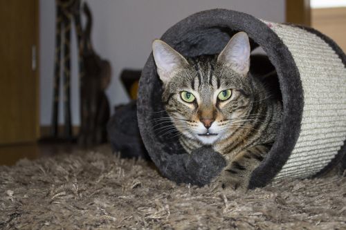 cat domestic cat portrait