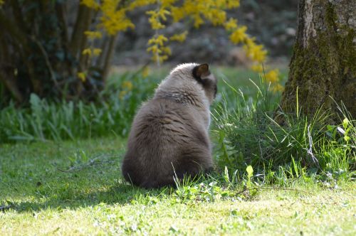 cat mieze british shorthair