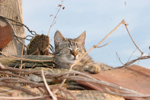 cat roof shingle