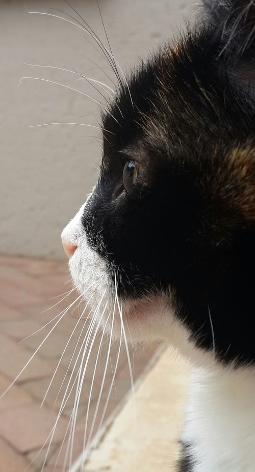 cat face profile