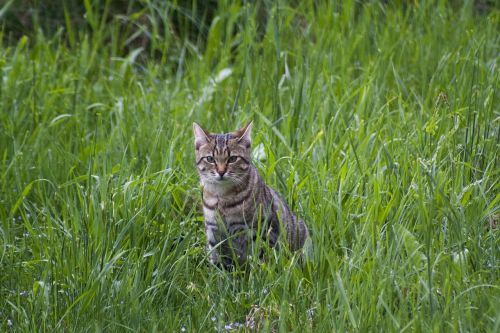 cat meadow spring