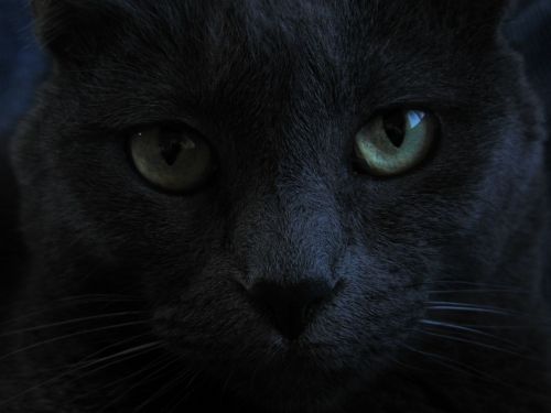 cat black cat green eyes