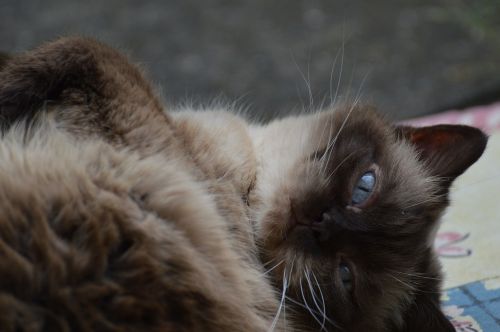 cat british shorthair mieze