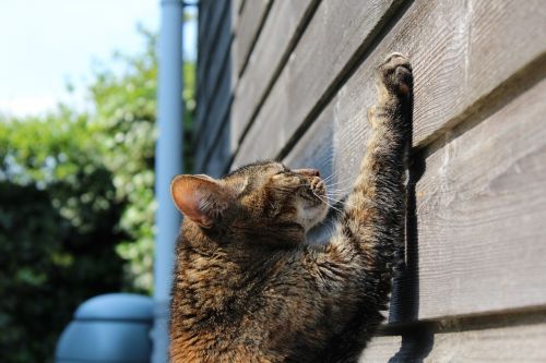 cat scratching sun