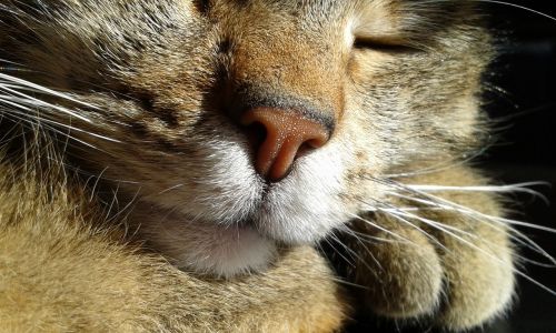 cat nose close up