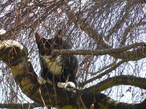 cat tree cat in the tree